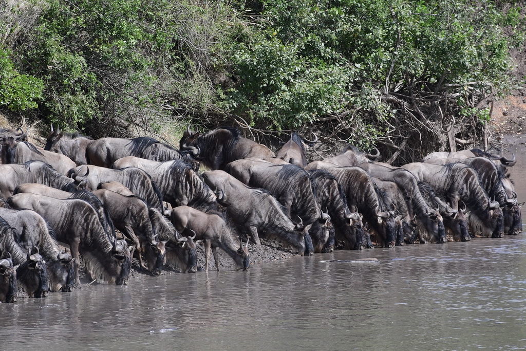 Serengeti Western Corridor